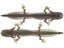 Savage Gear Ned Salamander 5pk