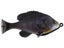 Black Gill