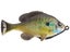 Bream