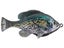 Crappie