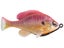 Savage Gear Pulse Tail LB Bluegill Swimbaits 4"