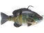 Bluegill