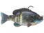 Ghost Gill
