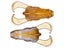 Savage Gear Tough Toad Topwater