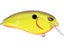 Chartreuse Black Back