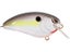 Nasty Shad