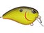 Chartreuse Black Back