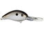 Gizzard Shad