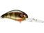 Yellow Perch