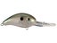Green Gizzard Shad