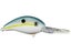 Sexy Shad