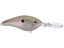 Green Gizzard Shad