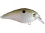 Green Gizzard Shad