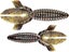 California Craw