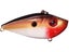 Red Blk Back Gold Prl Belly