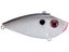 Gizzard Shad