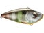 Neon Bluegill
