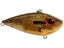 Orange Bream