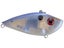 Blue Gizzard Shad