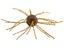 Strike King Tumbleweed Salted