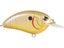 Sunny Bream