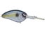 Sparkle Shad