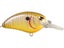 Sunny Bream