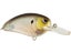 Spooky Shad