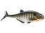 Smash-Tech Baits Gizzard Shad Weedless Swimbaits