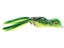 Bullfrog