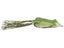 Pine Frog
