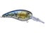 Goby