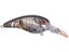 Ghost Orange Craw