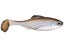 6th Sense Masterclass Panorama Swimbait