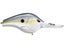 Nasty Shad