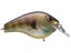 Blue Gill