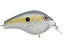 Nasty Shad