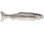 Signal Ultra Carp Swimbait 15"