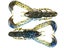 Okeechobee Craw
