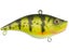 Yellow Perch