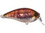 Real Brown Crawfish
