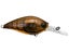 Brown Crawfish