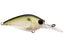 Green Shad