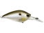Gizzard Shad