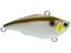 Gizzard Shad