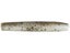 Mud Minnow