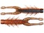 Molting Craw