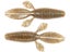 Bloodworm