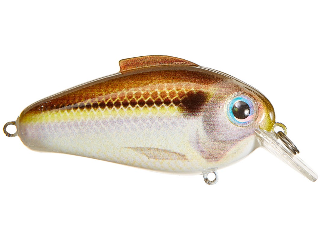 bill lewis echo 1.75 squarebill crankbaits