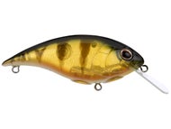 Shallow Money Badger, Perch / 6.25 Shallow Money Badger, Perch / 6.25